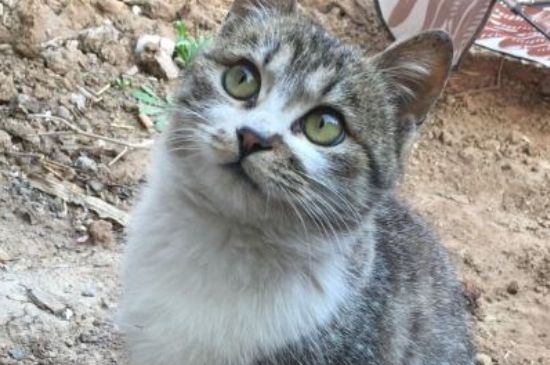 猫不吃不喝能活几天