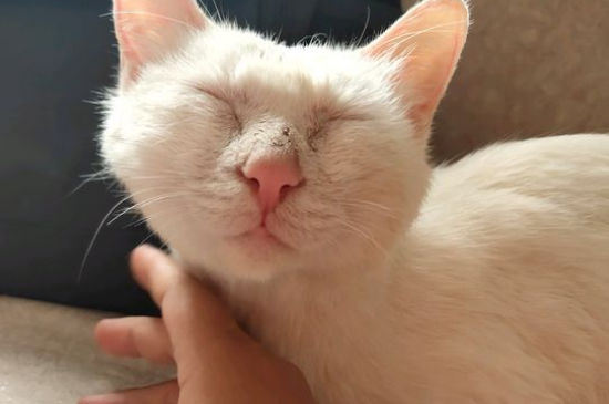 猫流产会流几天血，猫咪流产要怎么处理