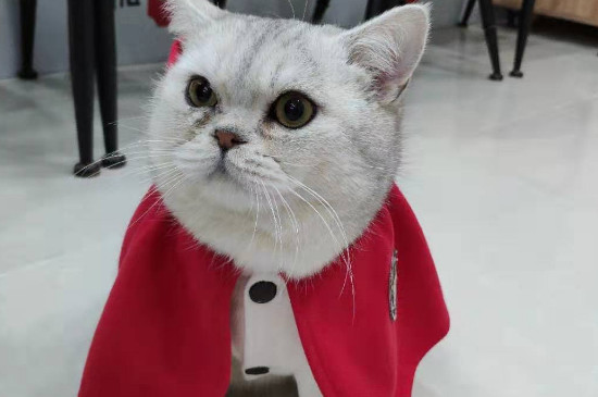 猫总吐怎么回事