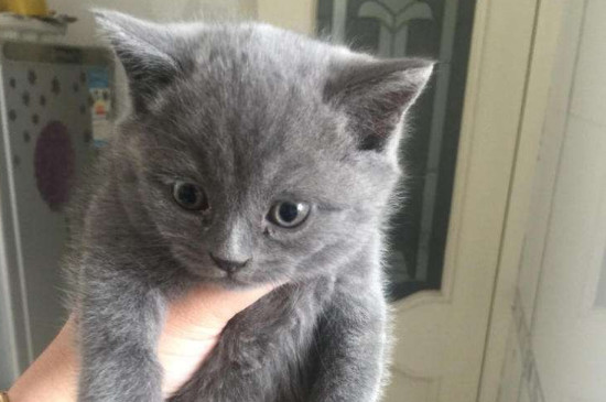 蓝猫抓老鼠吗