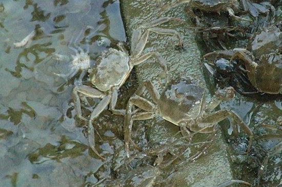 怎样在鱼缸里养河蟹