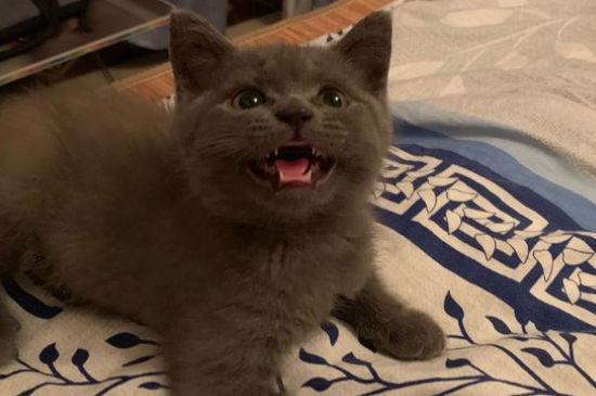 蓝猫生产前的症状