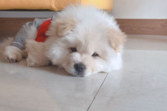 松狮对主人忠诚吗