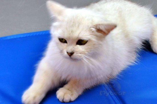 猫怎么散热