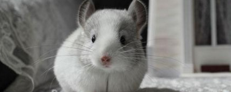 养龙猫为什么后悔