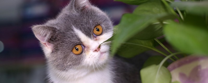 猫养在家会得猫瘟吗