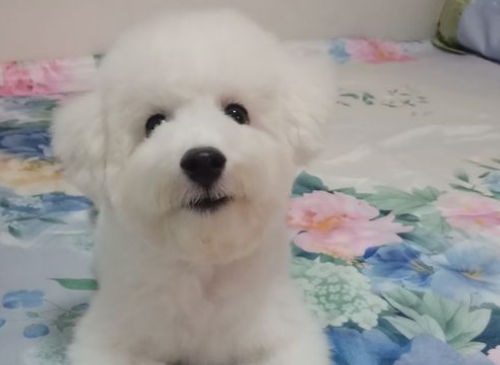 比熊打完疫苗后的反应