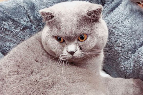 被猫抓破皮了没出血