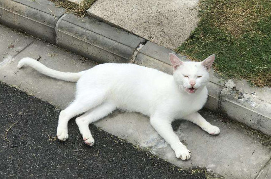 猫挡路什么预兆
