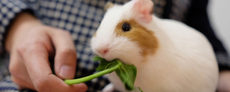 荷兰猪智商相当于几岁