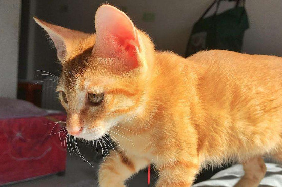 猫只吃火腿肠怎么办
