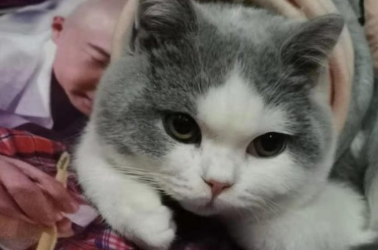 城市里的猫死了怎么处理