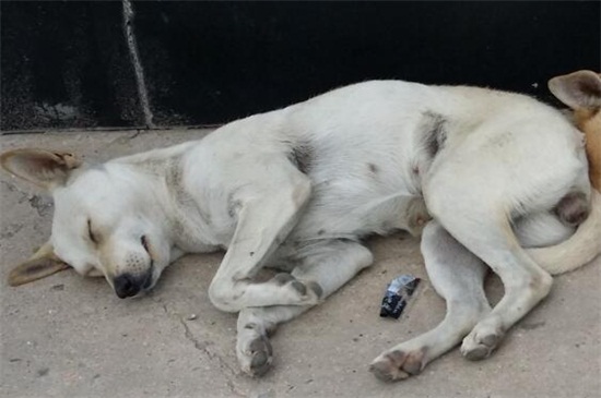 狗得脑炎死亡时的症状