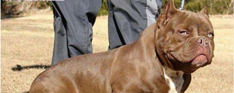 恶霸犬在美国为啥禁养