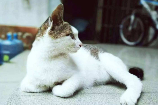 猫咪能活多久