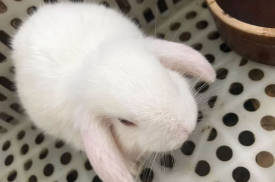 公羊兔多久成年
