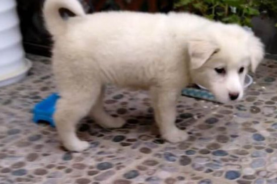 大白熊犬认几个主人