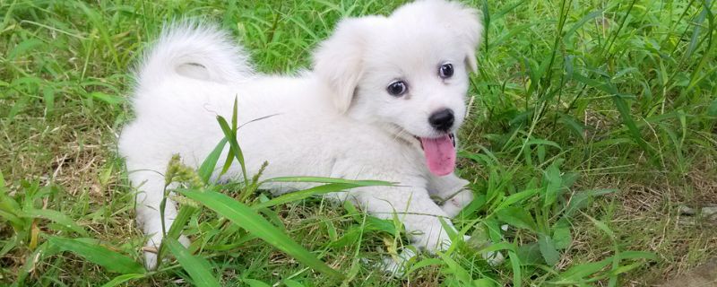 狗能不能吃虾米