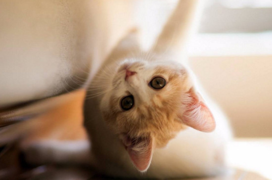 猫咪一直睡觉精神不振