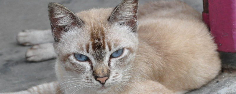 猫反感你怎么办
