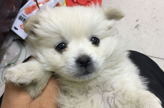 狗狗冬天掉毛吗