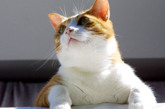 猫咪能喝酸奶吗