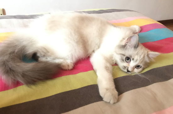 猫鼻支严重吗