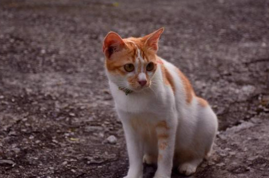 怎么让原住民接受新猫