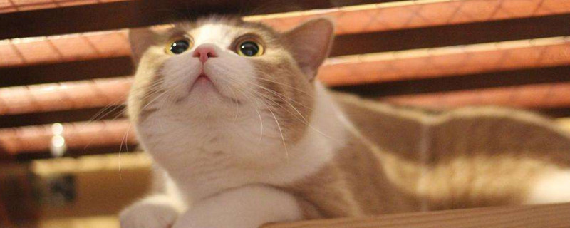 空调开25度猫会冷吗