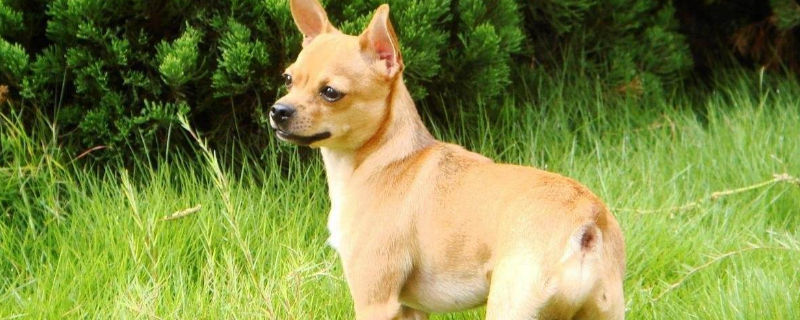 小鹿犬天生没尾巴吗