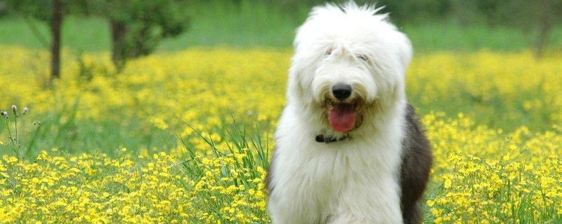 古牧幼犬价格大概多少，一只纯种犬需要3000-15000元