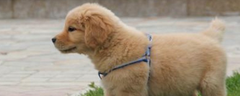 金毛幼犬喂养注意事项