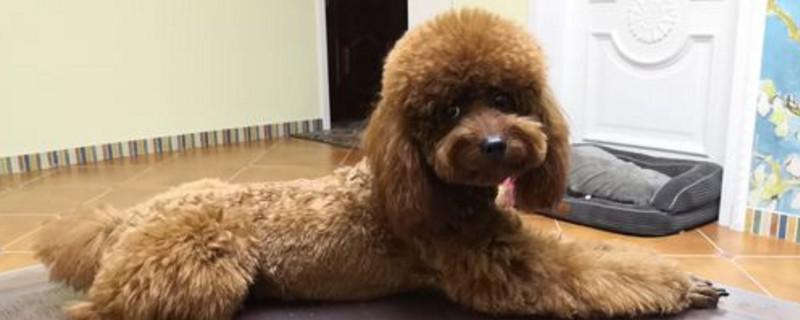 泰迪狗狗有泪痕怎么办