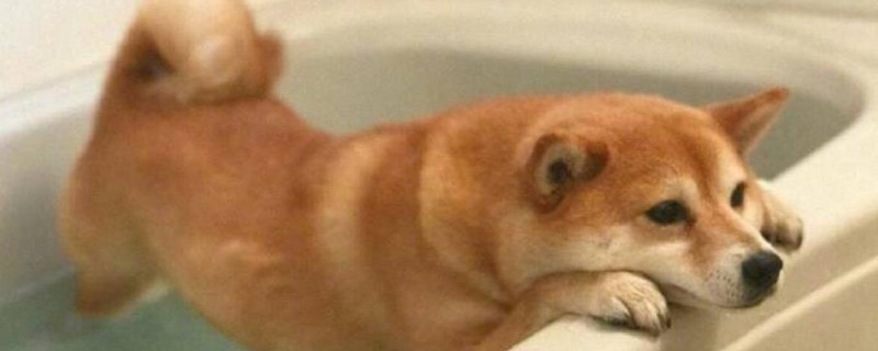 柴犬脾气为什么那么大