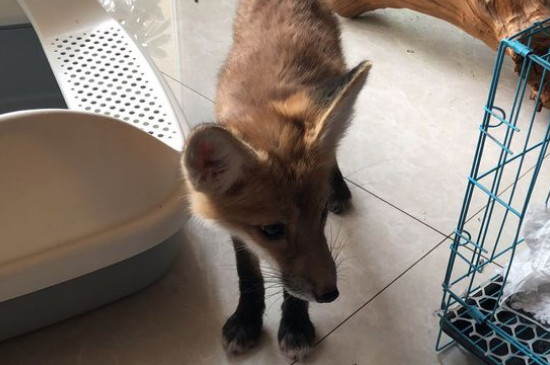 狐狸对主人有感情吗