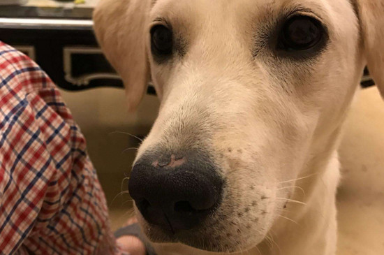 狂犬疫苗的注意事项，按时注射注意饮食不可剧烈运动