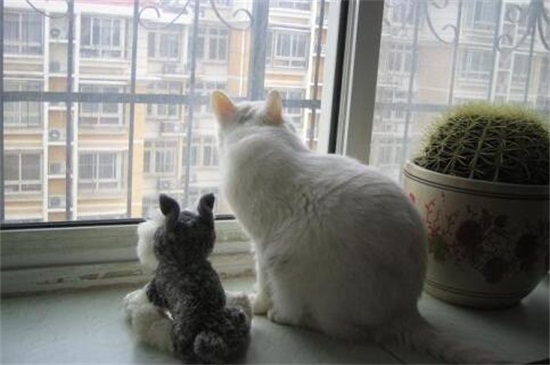 女孩子养猫注意事项