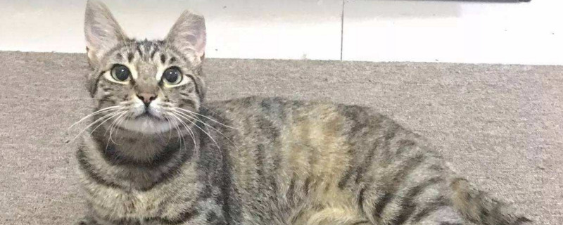 狸花猫记仇的表现