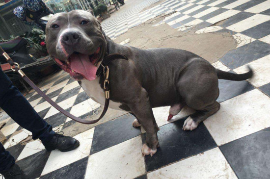恶霸犬适合城市养吗