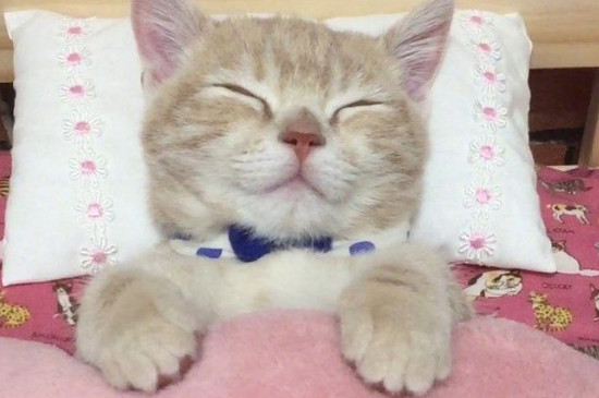 小奶猫拉稀怎么办