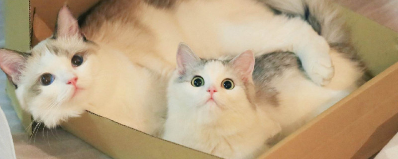 猫耳螨怎么治