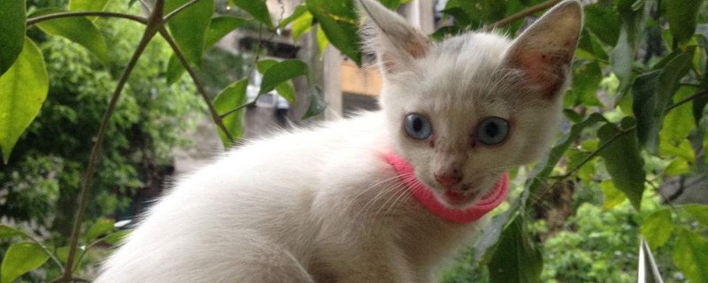 猫脚底毛要剃吗