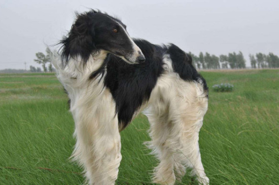 苏俄猎狼犬什么价位，纯种多少钱一只