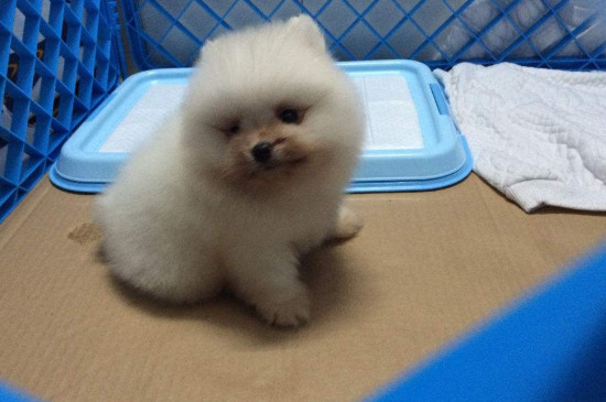 幼狗可以喝纯牛奶吗?