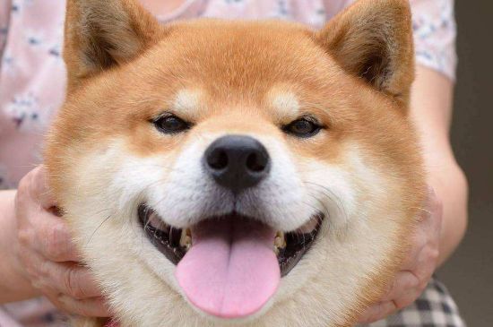 柴犬适合家庭养吗