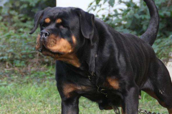 看家护院最忠诚的犬，德国牧羊犬最忠心能看护主人财产