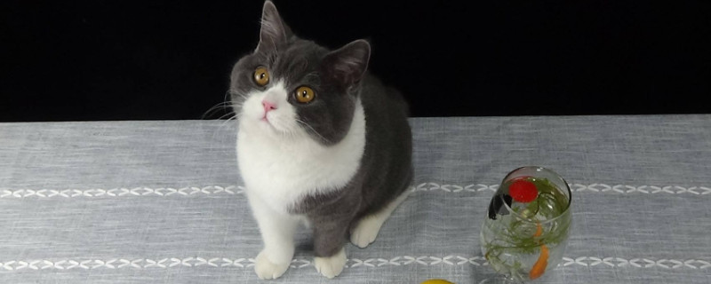 猫吃鱼为什么不怕刺