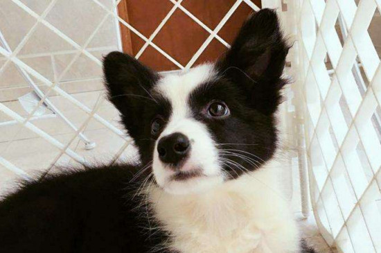 边境牧羊犬和拉布拉多哪个好，拉拉沉稳听话更好养