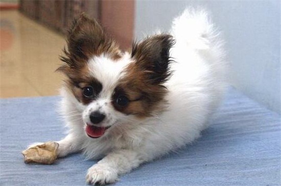 蝴蝶犬掉毛吗，掉毛但程度比较低比较好打理