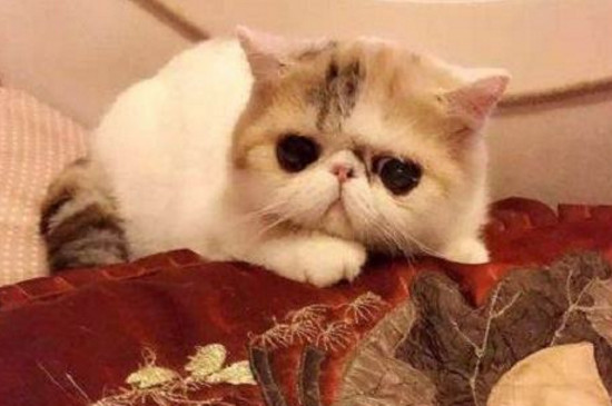 猫咪剃完毛黑斑点